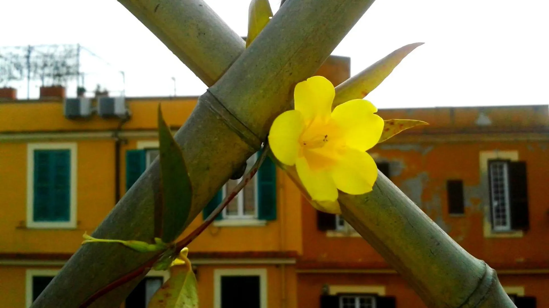 Bluemoon Attic With Sunny Terrace Apartment Rome Italy